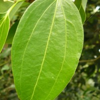 <i>Cinnamomum verum</i>  J.Presl